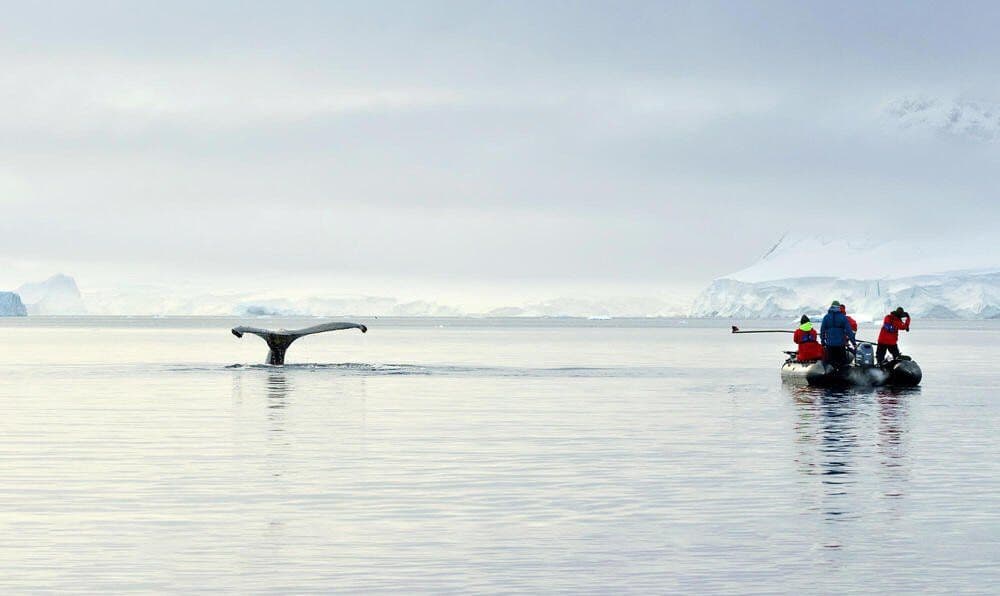 © UCSC-WWF-Chris Johnson - Permit under NOAA, The research team works to attach a tag to a whale in the waters around the Antarctic Peninsula.