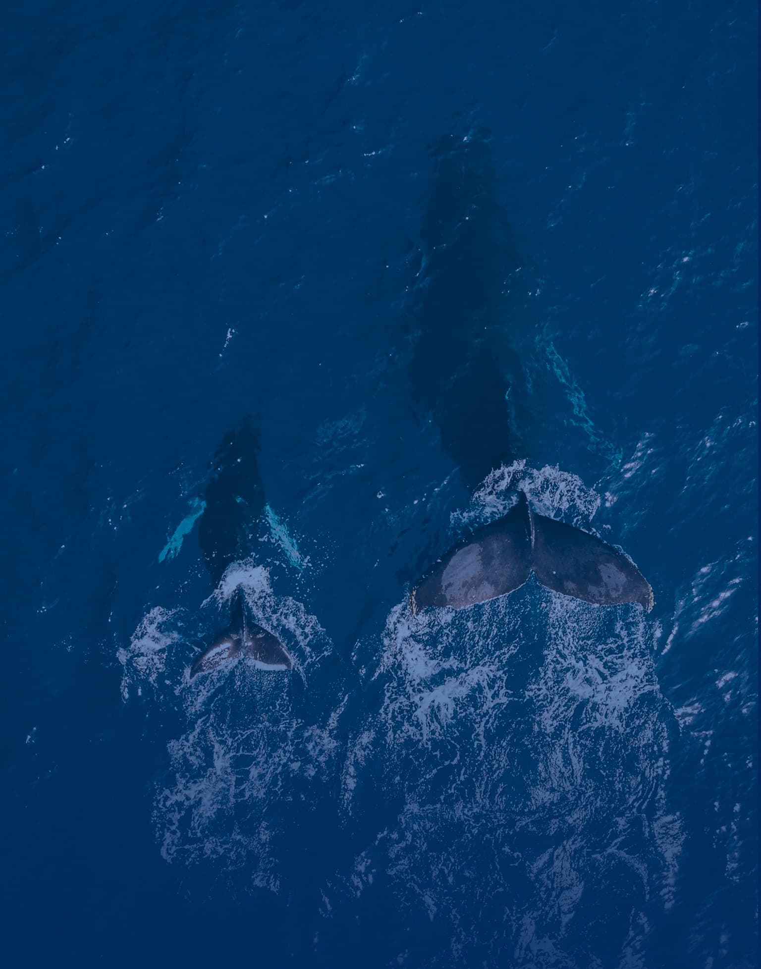 two whales - a bigger and a smaller one - swimming side by side and simultaneously submerging with their tail fins above the water surface, birds eye view