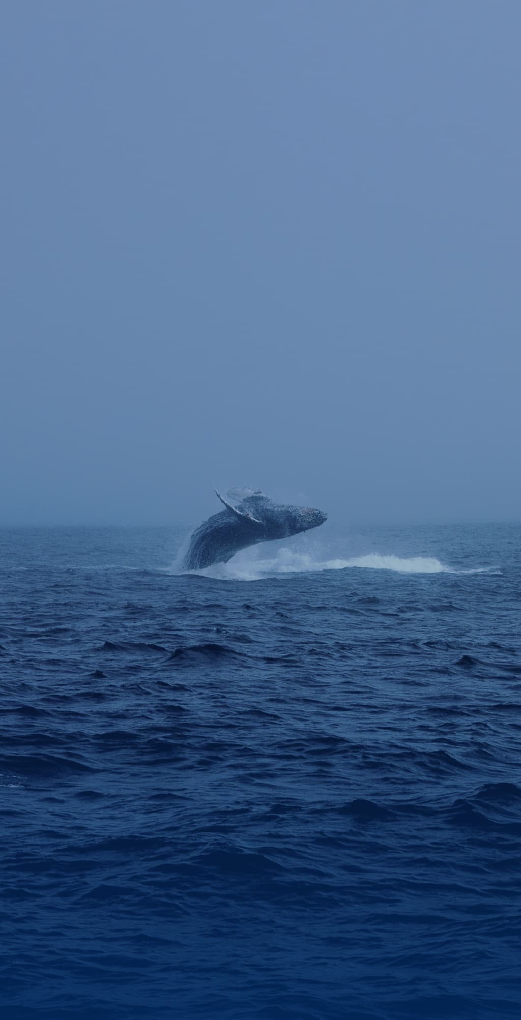 Whale flipping in the distance, taken from low above the water, cloudy weather