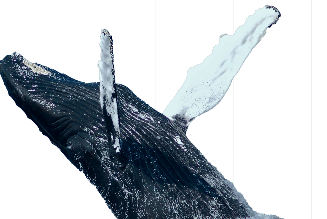whale flip