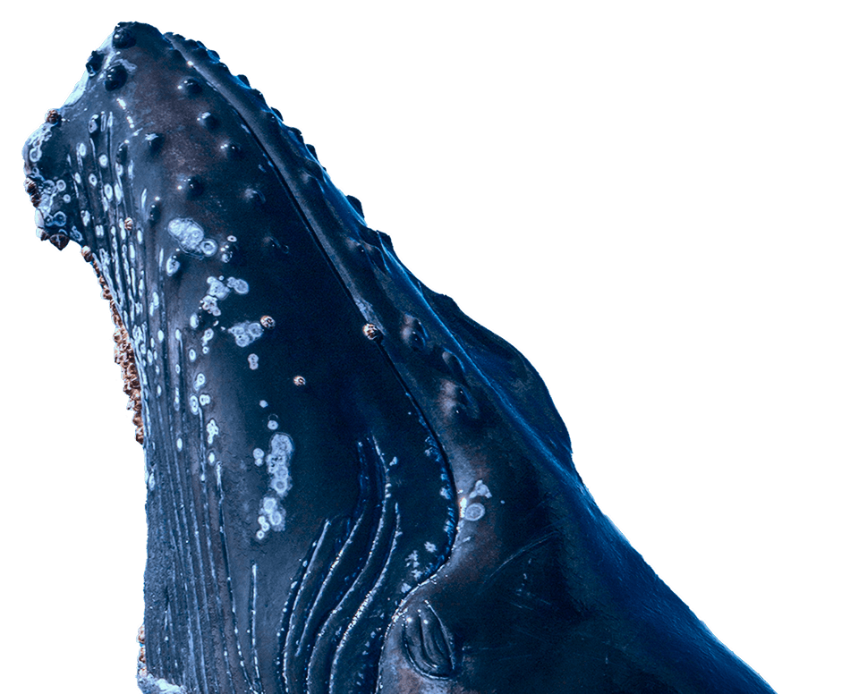 a cut out photograph of a whales head facing upwards at a slight angle, giving away an impression that it jumps out of the bottom of the screen