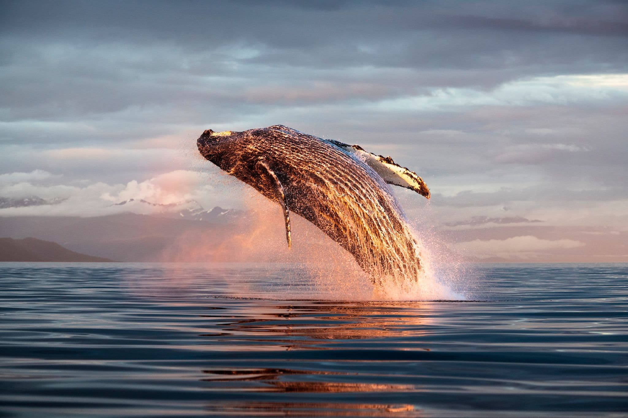 please fill out the ALT attribute