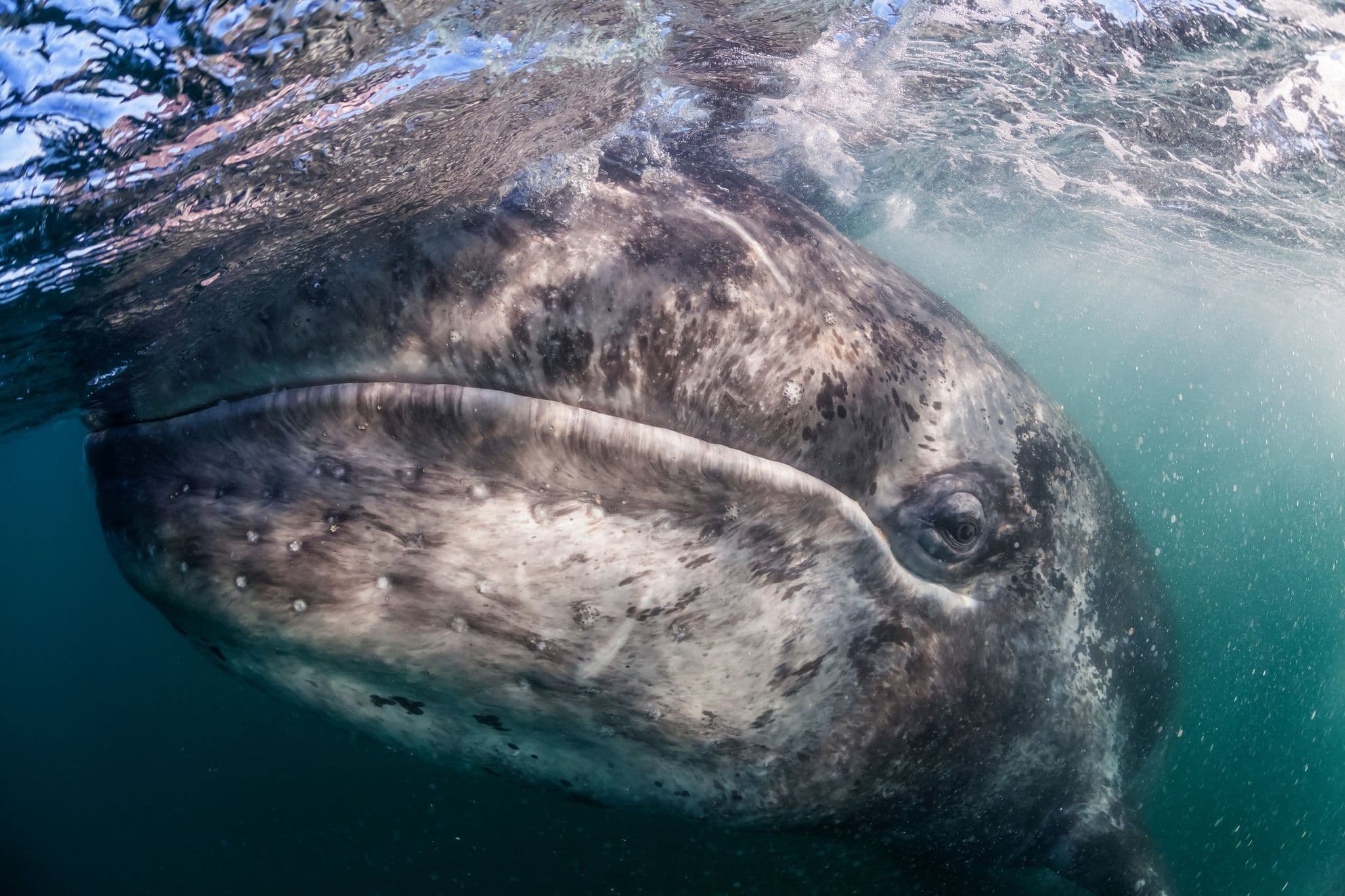 A grey whale calf in Baja California, Mexico, 2016. The longest tracked whale journey was made by a western North Pacific gray whale called Varvara, which travelled between Sakhalin Island and Mexico, covering nearly 22,000km. 