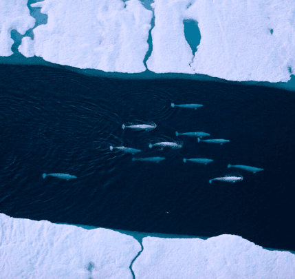 please fill out the ALT attribute