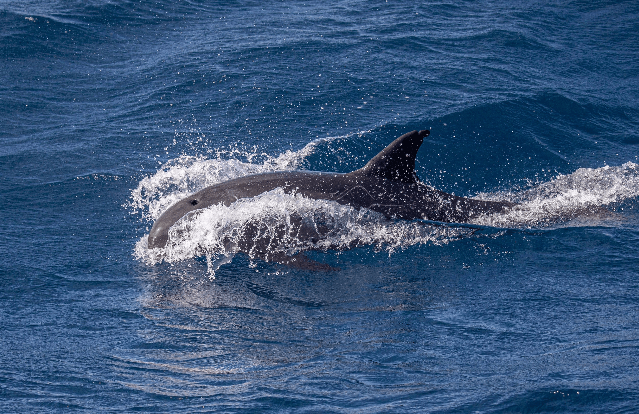 please fill out the ALT attribute