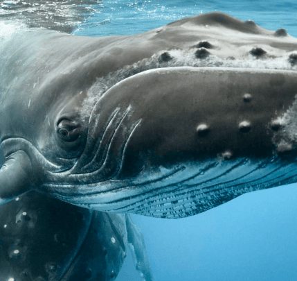 please fill out the ALT attribute