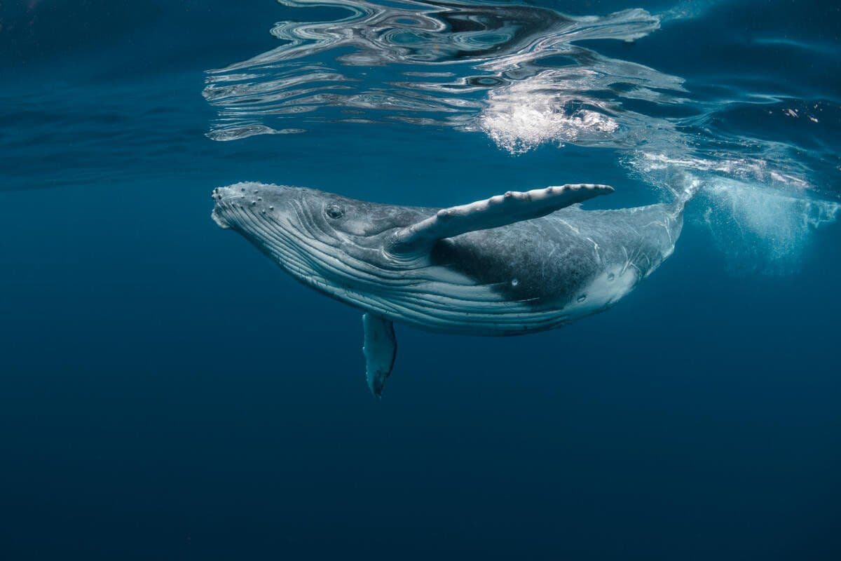 Medium whale