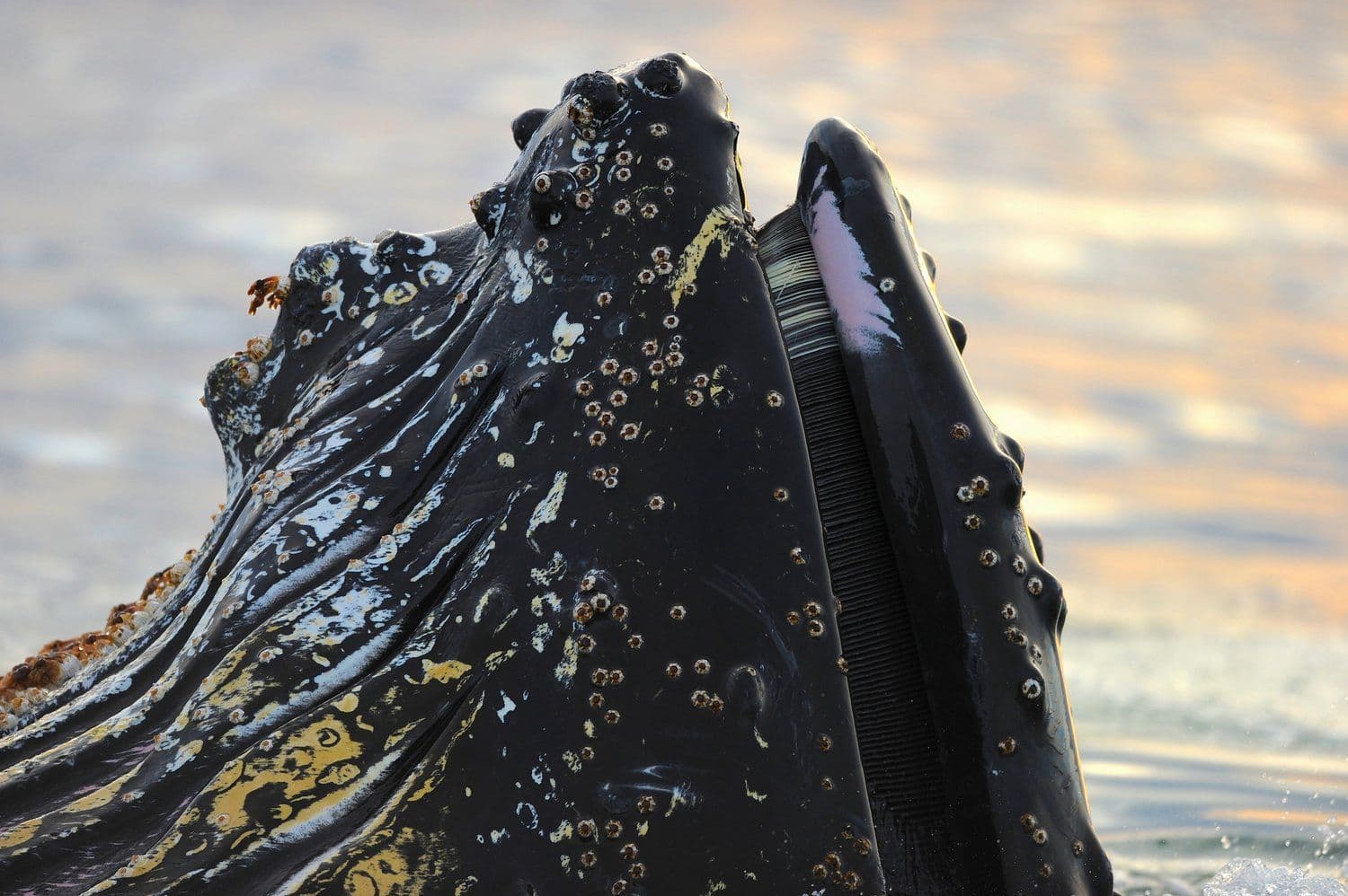 © Ari Friedlaender UCSC