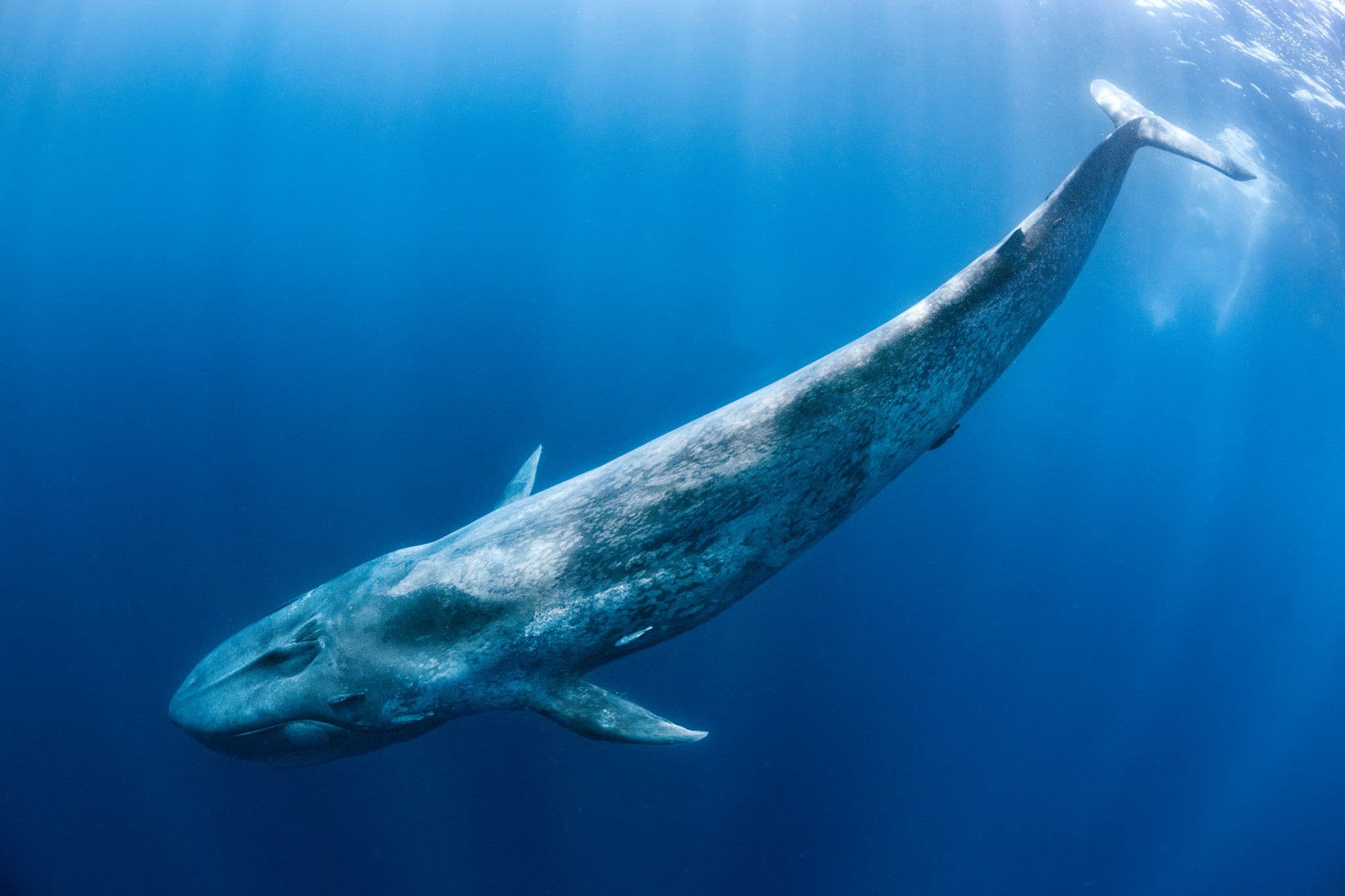 Blue whale off the coast of Sri Lanka