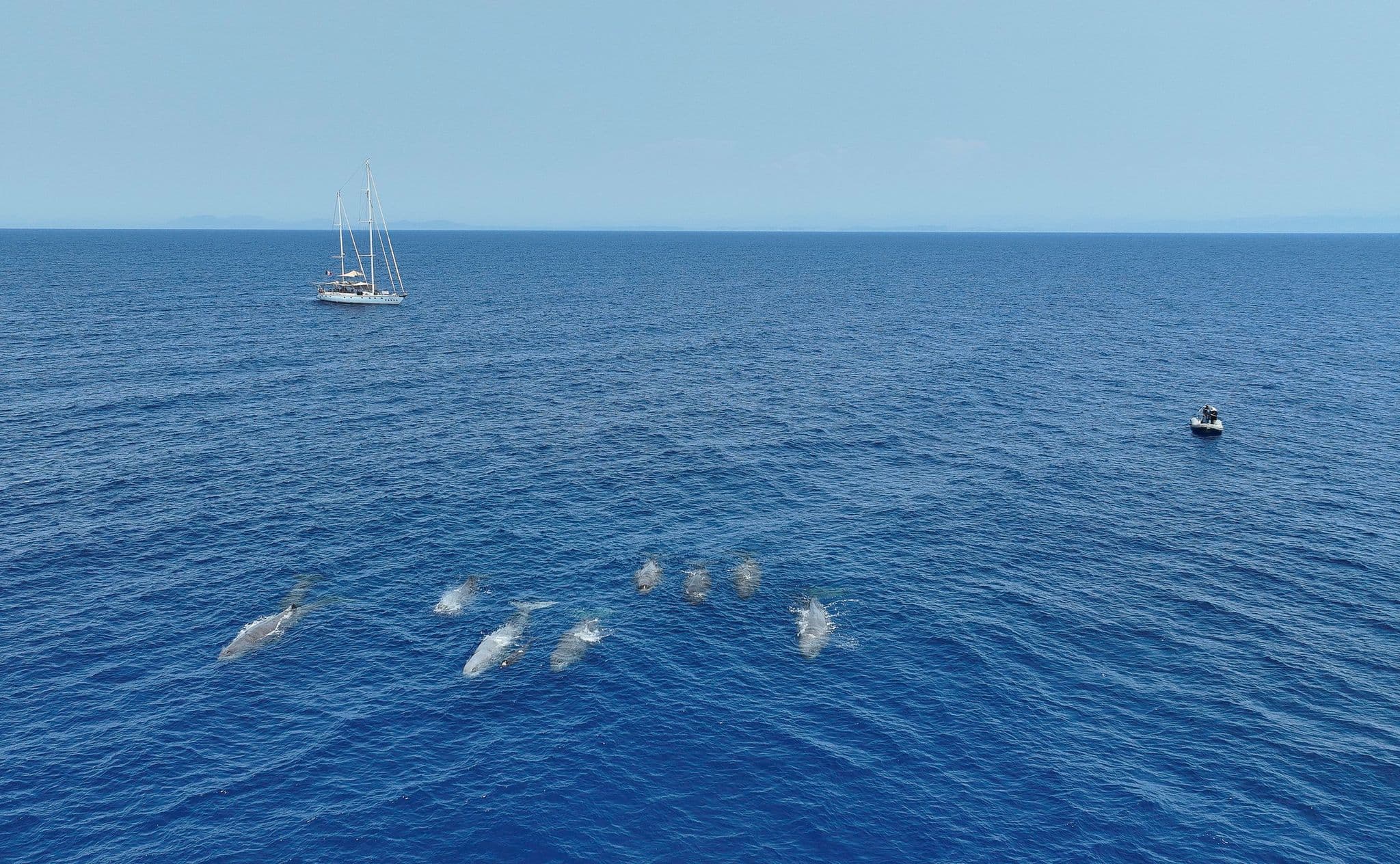 Sperm whale family along the Hellenic Trench with Blue Panda and a zodiac inflatable boat in the background (July 2024). Photo taken under research permit © Chris Johnson / WWF