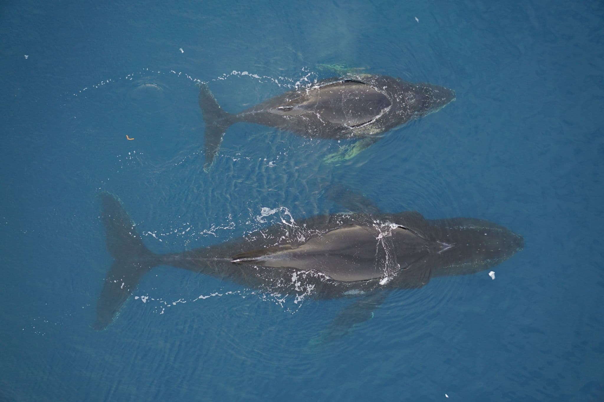 please fill out the ALT attribute