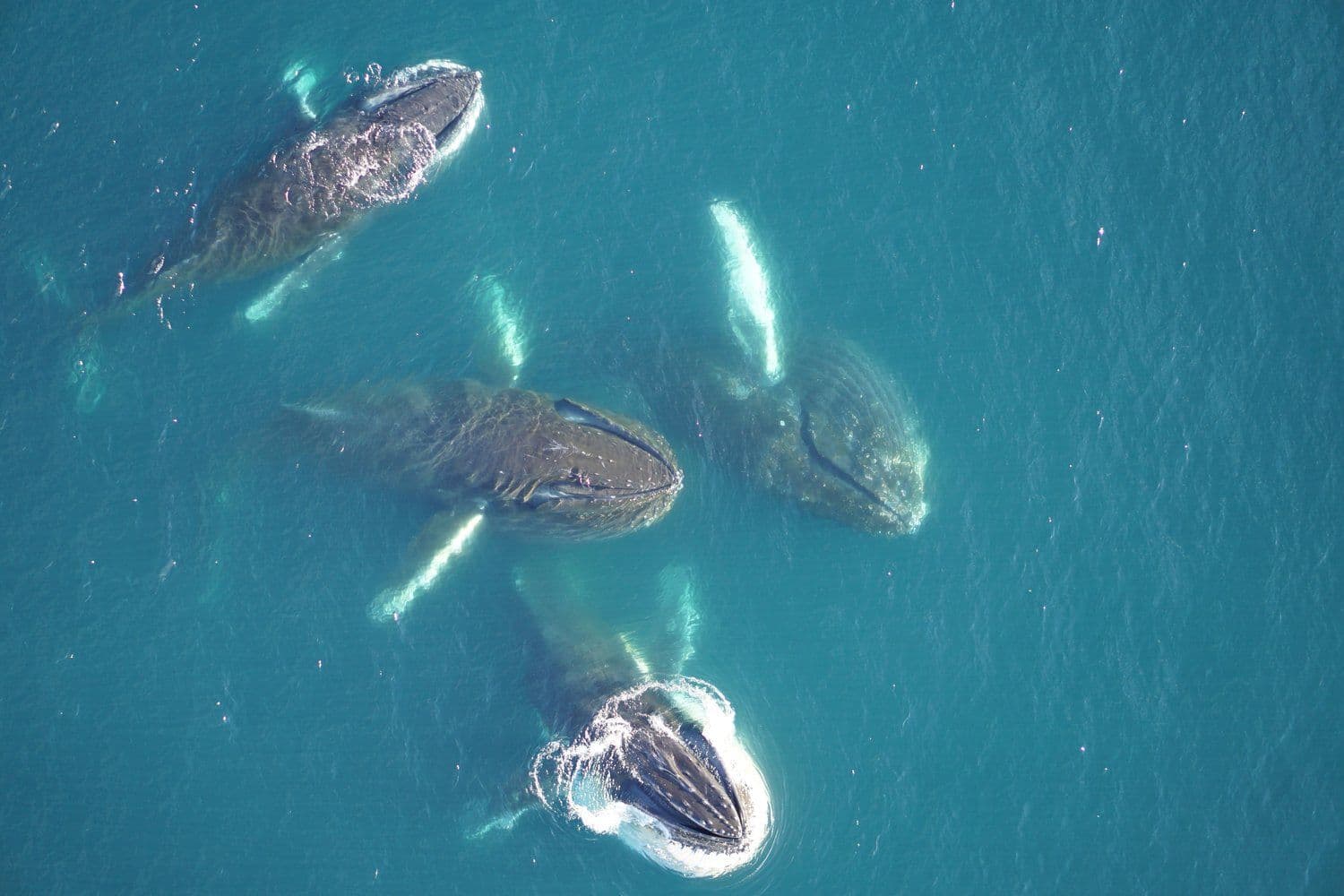 © Duke Univ Marine Robotics and Remote Sensing Lab Permi