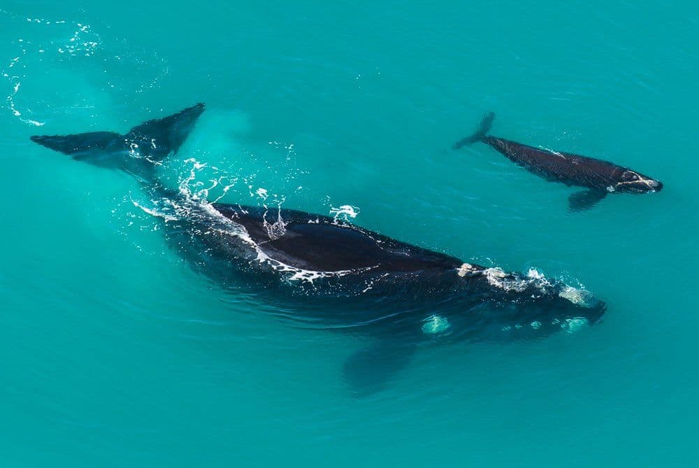 south african southern right whales