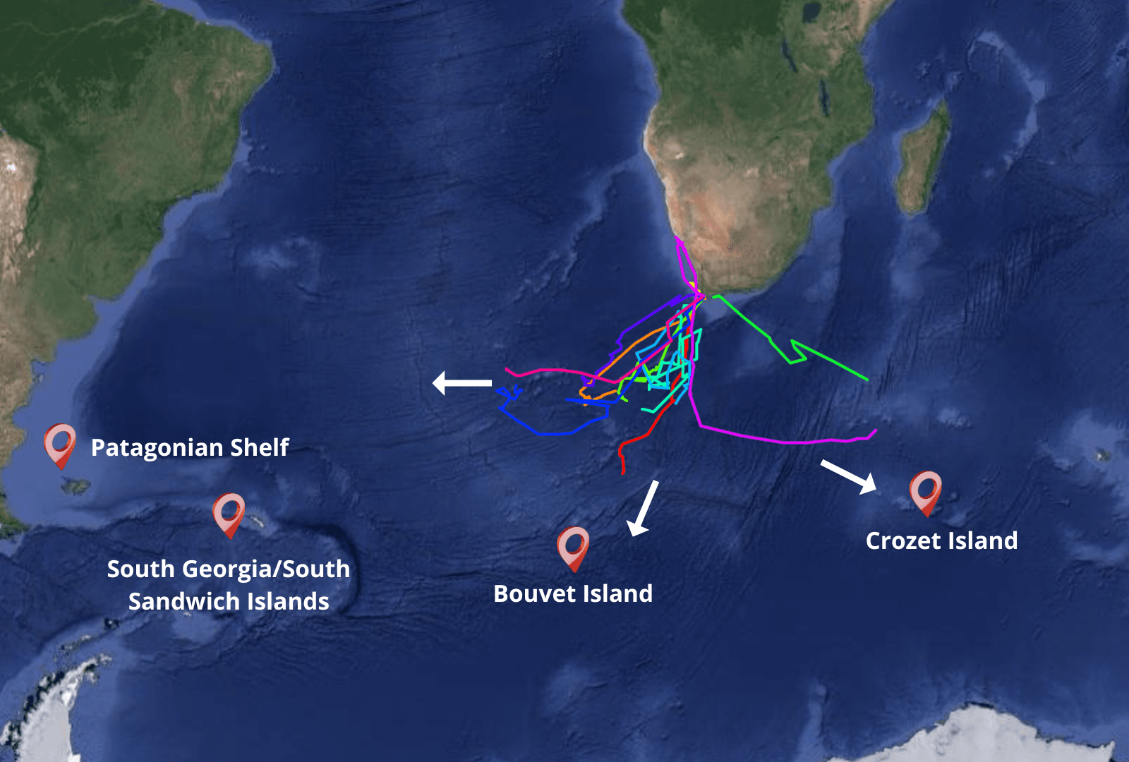 Southern Right Whales Migration Routes