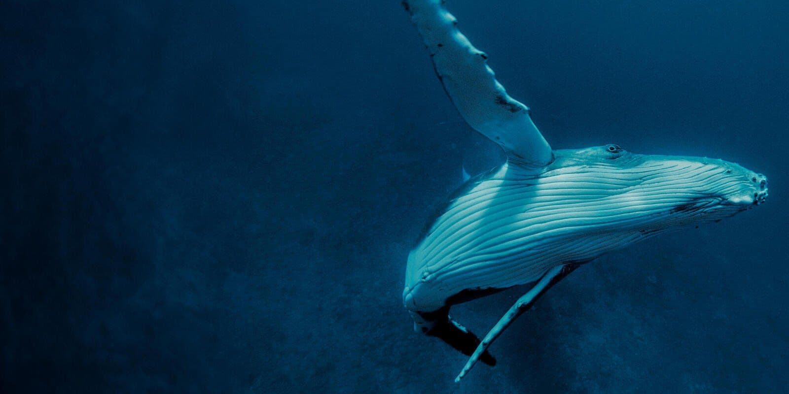 © Alexis Rosenfeld/Getty Images