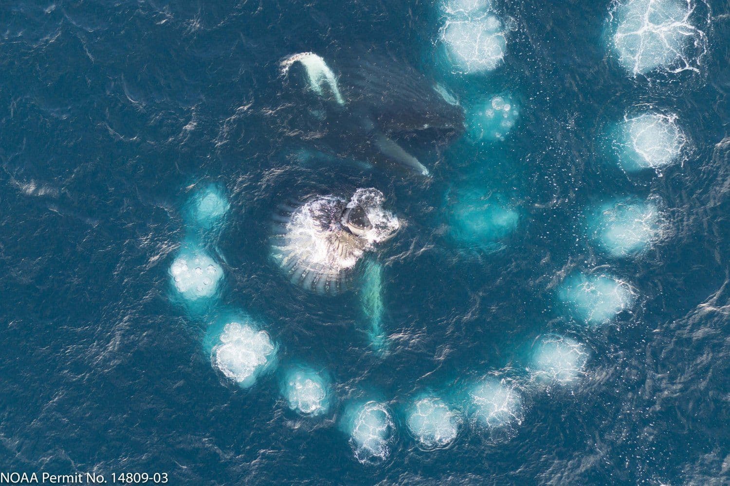 © Duke University Marine Robotics and Remote Sensing Lab P